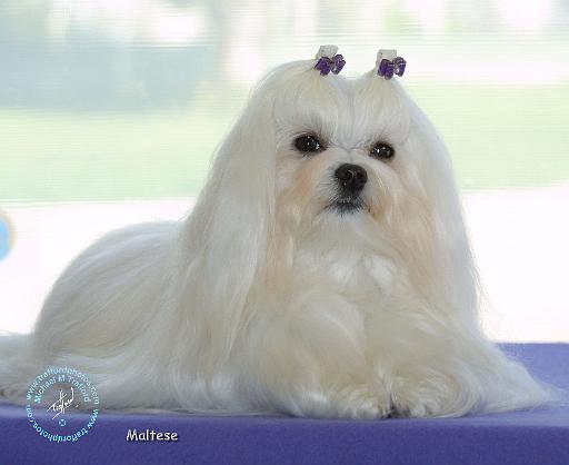 Maltese 9K042D-01.JPG